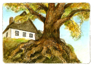 Pohlednice Jiří Škopek (Památná lípa ve Velkém Poříčí, 2007) 266